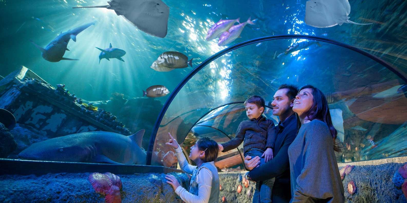 Excursions and Educational Programs of the Oceanarium